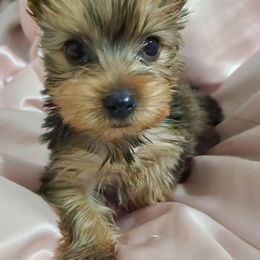 Yorkipoos and Yorkshire Terriers from Kei's Yorkie Paws