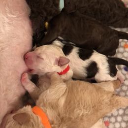Lagotto Romagnolo Puppies from Bella Fiore Lagottos