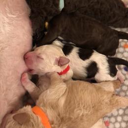 Lagotto Romagnolo Puppies from Bella Fiore Lagottos