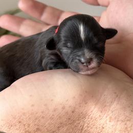Red Female - Black female Shihpoo puppy in Asheboro, North Carolina from Southern Bred Pups