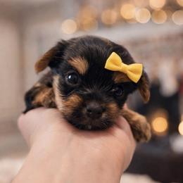 Coco 2400 - Black and gold female Yorkshire Terrier puppy in Midland, Texas from Southern Yorkie Pies