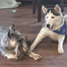 Companion Cross puppies from Amazing Standard Schnauzers