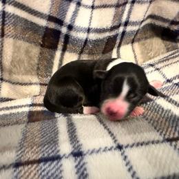 Bluey - Black tri-color female Australian Shepherd puppy in Monroe, North Carolina from Meekey Family Aussies