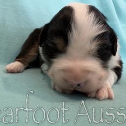 Girl 3 - Black tri-color female Australian Shepherd puppy in Lowell, Indiana from Bearfoot Aussies and Tollers