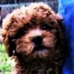 Cavapoos from K9puppyplanet