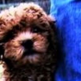 Cavapoos from K9puppyplanet