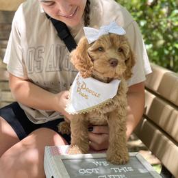 Australian Labradoodle Puppies from Pixie Doodle Paws