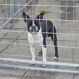 Tyler - Boston Terrier