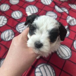 Lady - Black and white female Havanese puppy in Chaska, Minnesota from Happy Paws Havanese