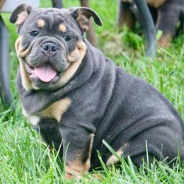 Phineas - Blue tri-color male Bulldog puppy in Zionsville, Indiana from Midwest Bulldogs