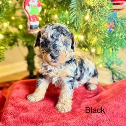 Black Collar - Silver-beige  male Poodle puppy in Rome, Georgia from Victoria’s Designer Doodles
