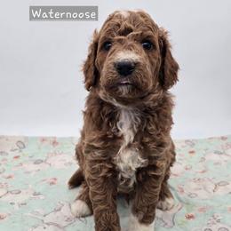 Waternoose - Red  male Goldendoodle puppy in Neillsville, Wisconsin from Granton Creek
