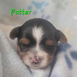 Potter - Parti male Yorkshire Terrier puppy in Springville, Utah from Lundberg Yorkies