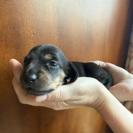 Fern - Black and tan female Dachshund puppy in Las Vegas, Nevada from Desert Dachshunds