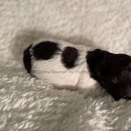 Poodle Puppies from Carolina Mountain Toy Poodles