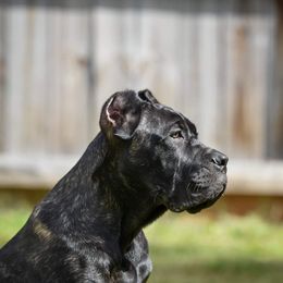 Cane Corso Puppies from Redhawke Cane Corso