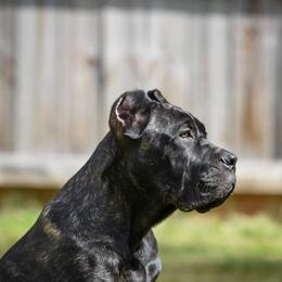 Cane Corso Puppies from Redhawke Cane Corso