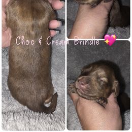 Chocolate and cream Brindle - 2150 - Chocolate and cream female Dachshund puppy in Pueblo, Colorado from HotDachs