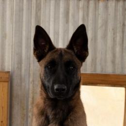 Male 2 stout and confident - Fawn sable male Belgian Malinois puppy in Dallas, Texas from RoyalHaus Malinois