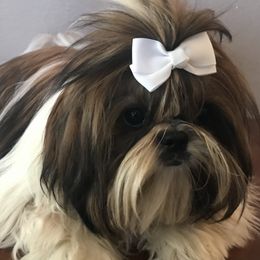 Shih Tzus from AKC Shih Tzu of California