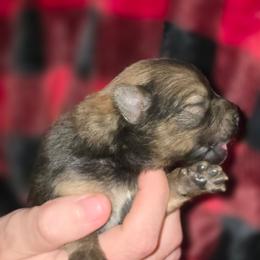 Sienna - Chocolate and tan female Pomeranian puppy in Gun Barrel City, Texas from Petite Poms
