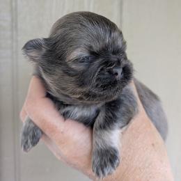 Blue sable boy - Blue male Shih Tzu puppy in Surry, Maine from McKayla Hairston