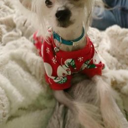 Chinese Crested All Grown Up from Piccadilly Pups
