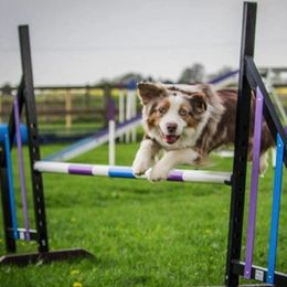 Miniature American Shepherd All Grown Up from Treasures Miniature American Shepherds
