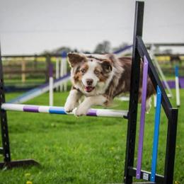 Miniature American Shepherd All Grown Up from Treasures Miniature American Shepherds