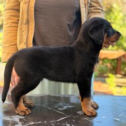 Balthazar Von Zirbes Hundehutte - Black and tan male Beauceron puppy in Excelsior, Minnesota from Von Zirbes Hundehutte