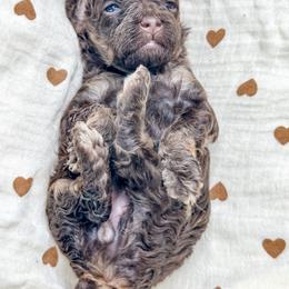 Female 3 - Brown and tan female Cockapoo puppy in Otisville, Michigan from Danie’s Darling Doodles LLC
