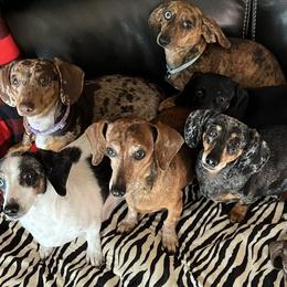 Dachshunds from MV Mini Dachshunds