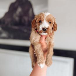 Butter - Apricot female Goldendoodle puppy in Billings, Montana from Montana Raised Doodles