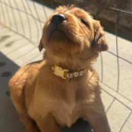 Light Yellow Girl - Golden female Golden Retriever puppy in Rockwell, North Carolina from KnL Golden Acres