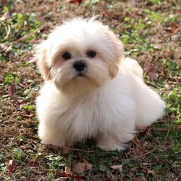 Sweet Birch of Autumn Breeze - Cream and white female Shih Tzu puppy in Cartersville, Georgia from Autumn Breeze Shih Tzus and Friends