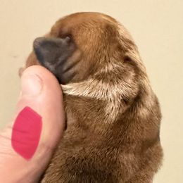 No.5 chocolate dapple with white on head and chest - Dapple female Dachshund puppy in Martinsville, Indiana from Witchy Woman’s Wiener’s