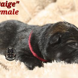 Paige - Sable female German Shepherd puppy in Ratcliff, Arkansas from Ridgeline Shepherds