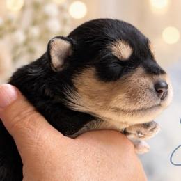Oliver - Black and silver male Miniature Schnauzer puppy in Hull, Georgia from Ardent Miniature Schnauzers of Athens