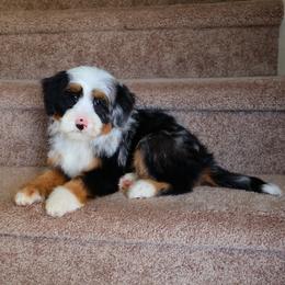 Crue - Blue merle male Bernedoodle puppy in Floyd, Virginia from Hearts and Paws Poodles and Doodles