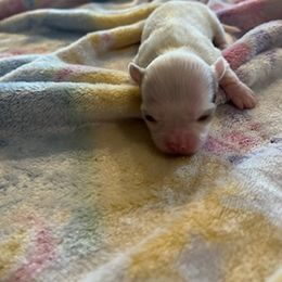 Chihuahua Puppies from Hawk's Eye Homestead