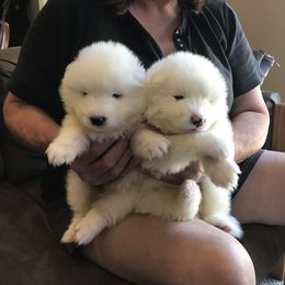 Samoyed Puppies from Kenjo Samoyeds