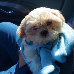 Shih Tzu Puppies from N.F.S.T Imperial ShihTzu Puppies.