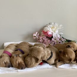 Aussiedoodle and Goldendoodle Puppies from Utah Faith Doodles