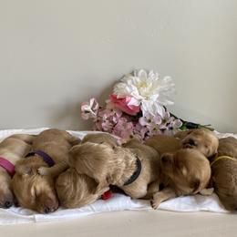 Aussiedoodle and Goldendoodle Puppies from Utah Faith Doodles