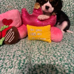 Riley - Tri-color female Cavalier King Charles Spaniel puppy in Tacoma, Washington from Cherilym Gumm's Cavalier King Charles Spaniel