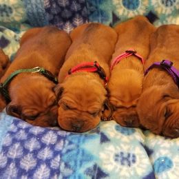 Labrador Retriever and Redbone Coonhound Puppies from Rimfire Kennels