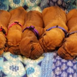 Labrador Retriever and Redbone Coonhound Puppies from Rimfire Kennels