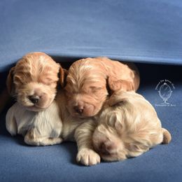 Cockapoo Puppies from Something to Bark About Dog Training