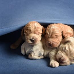 Cockapoo Puppies from Something to Bark About Dog Training