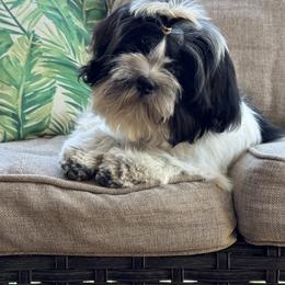 French Bulldog, Miniature American Shepherd, and Shih Tzu Puppies from Serene Prairie K9